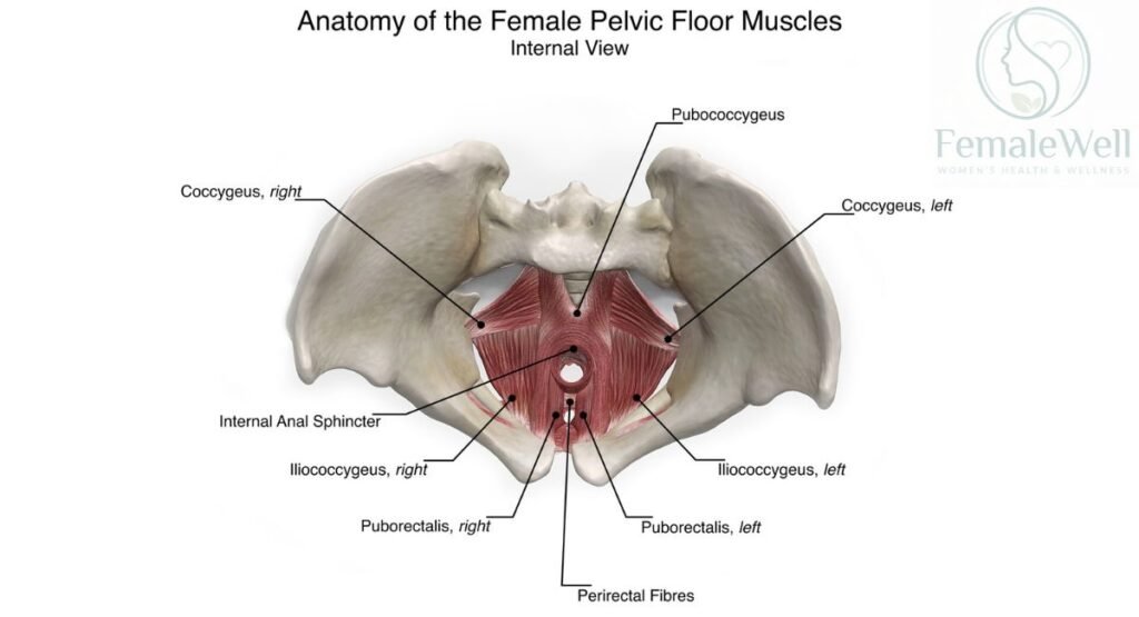 what-is-the-pelvic-floor